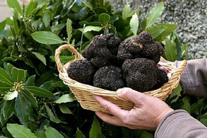 About truffles